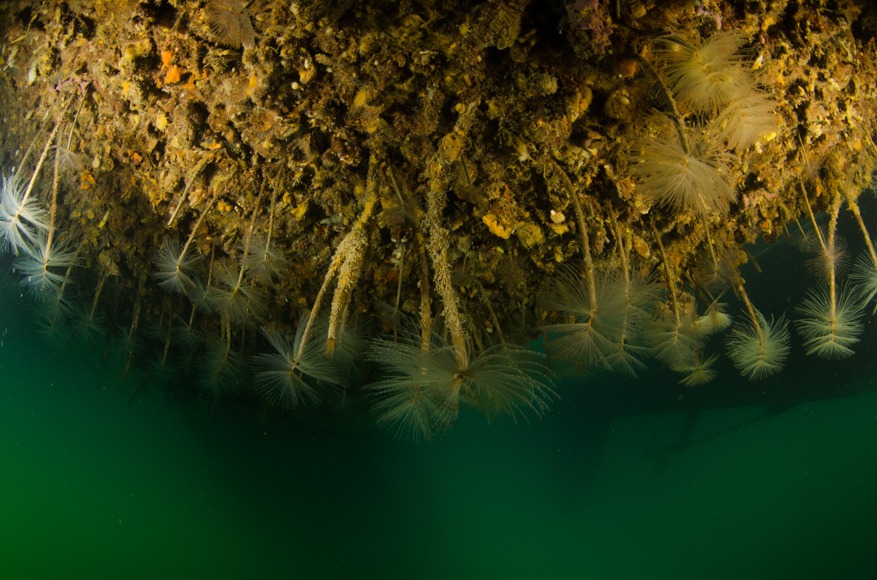 DSC_2950 – Mediterranean, fanworm, Sabella, spallanzanii, marine, pest, Auckland, underwater, crispin, nz, new, zealand, new zealand, fan, worm, marine, pest, invasive, Biosecurity